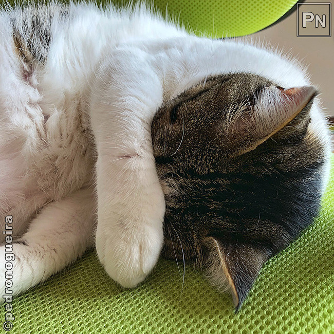 Ago_2018_070a 650px.jpg