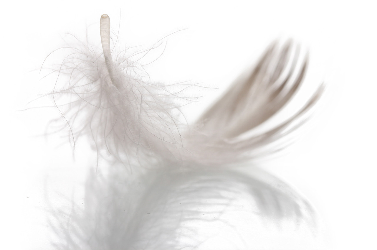 Paz Peace Paix Paz Peace Paix