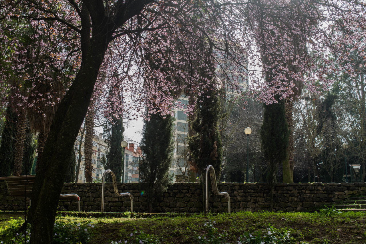 Uma ameixeira-de-jardim em flor Uma ameixeira-de-jardim em flor