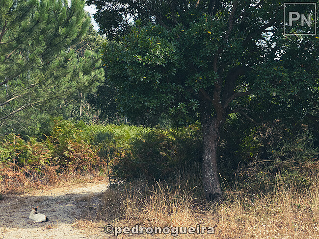 Jul_2025_018 650px.jpg