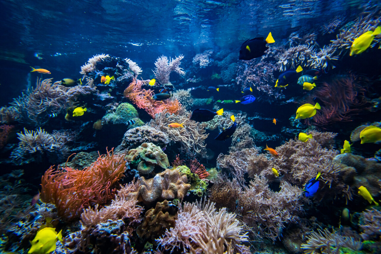 EwaStudio/Envato Elements 