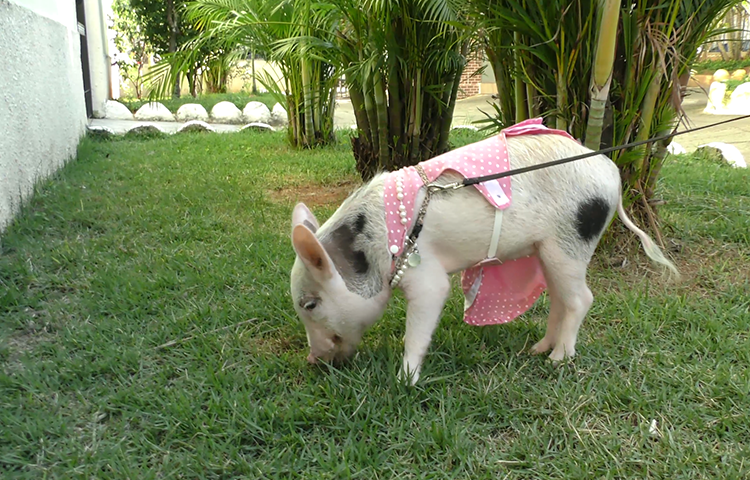 mini porco trela.png mini porco trela.png