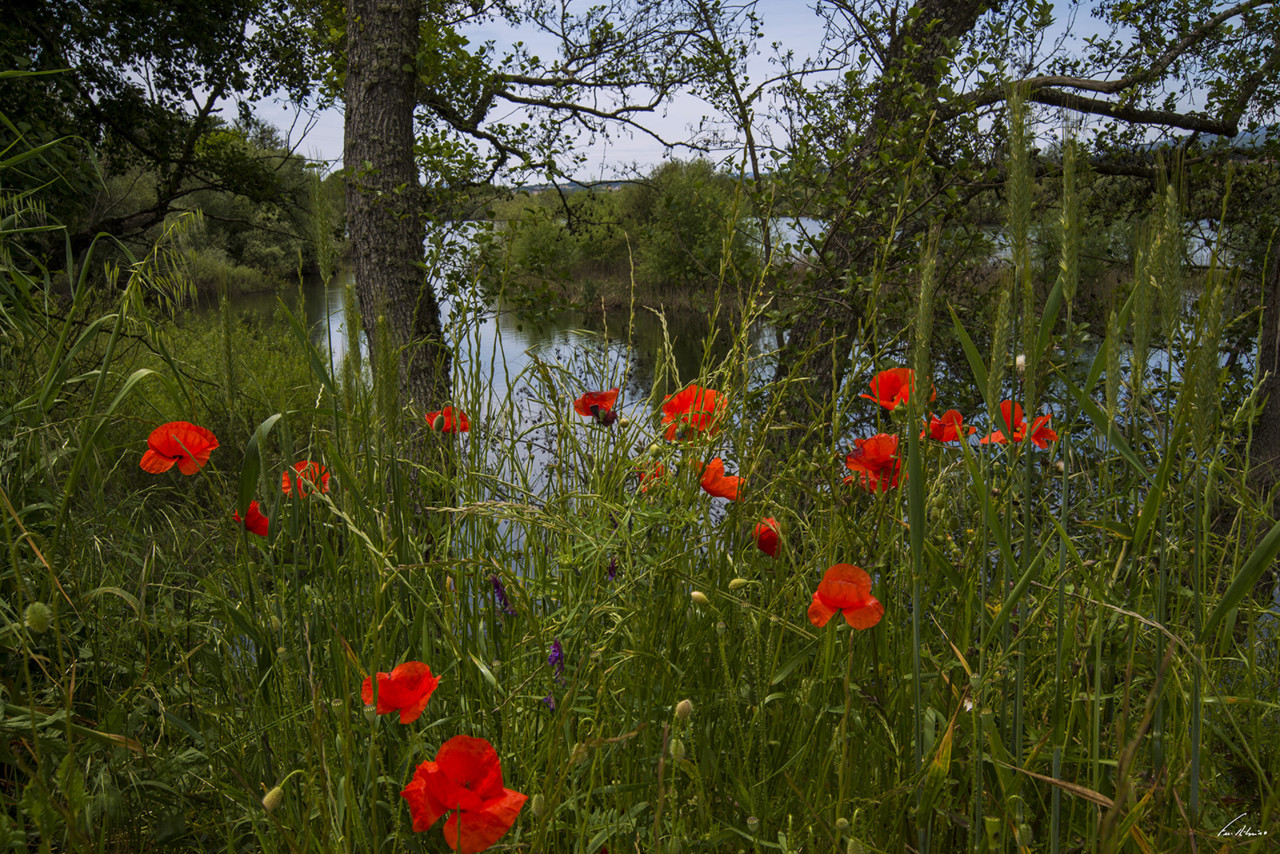 1600-tamega (353).jpg