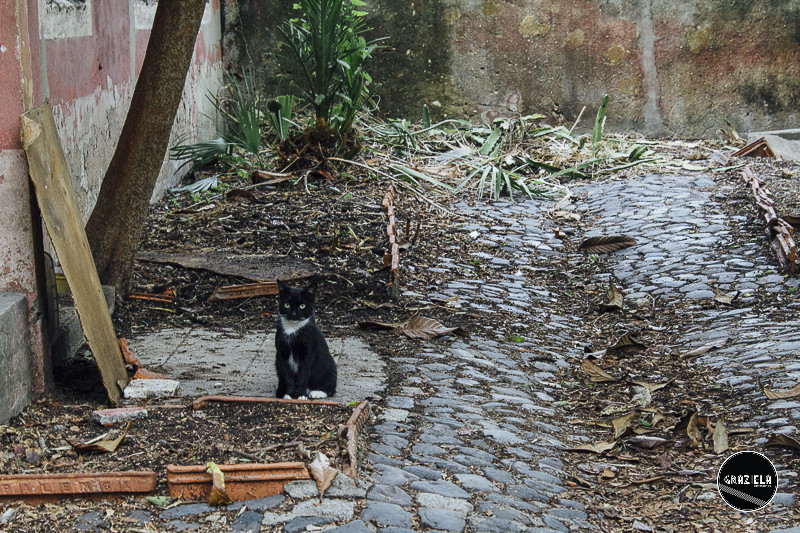 Tapada_da_Ajuda_Lisboa-001517.jpg Tapada_da_Ajuda_Lisboa-001517.jpg