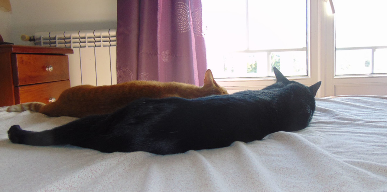 dormitando.JPG dormitando.JPG