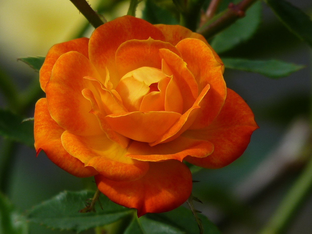 Londres-Holland Park (3034).JPG