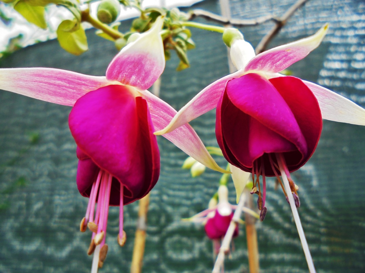 brinco de princesa.JPG