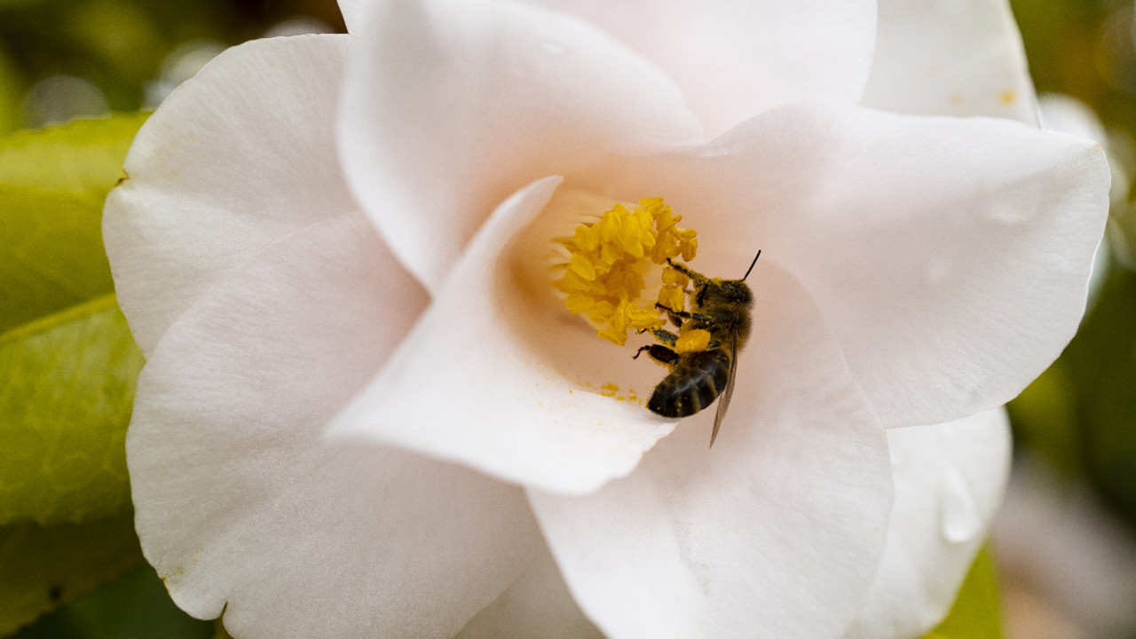 camélia com abelha 2022c.jpg