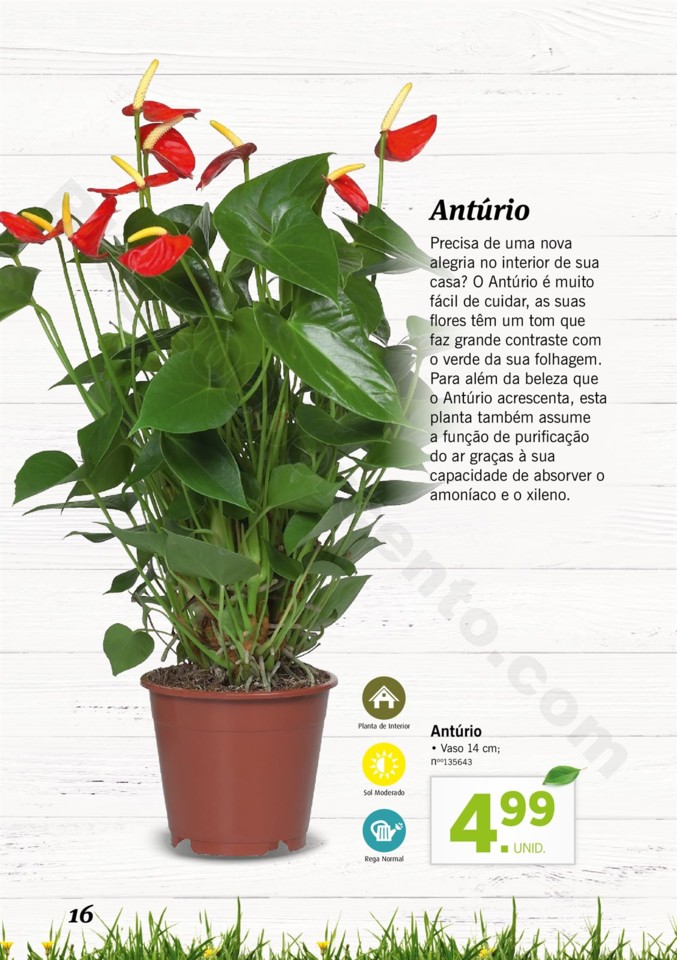 Mercado-de-Plantas-A-partir-de-04.04-01_015.jpg