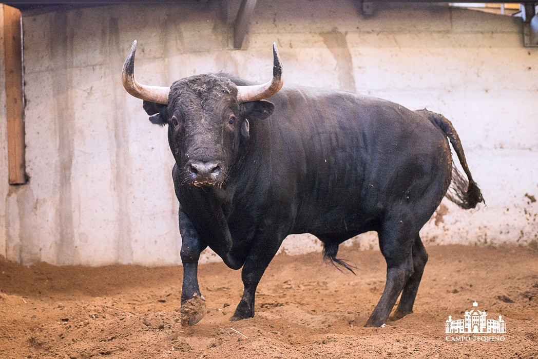 Nome_Divino -Pelagem_Preto -Data Nascimento_Mar-12