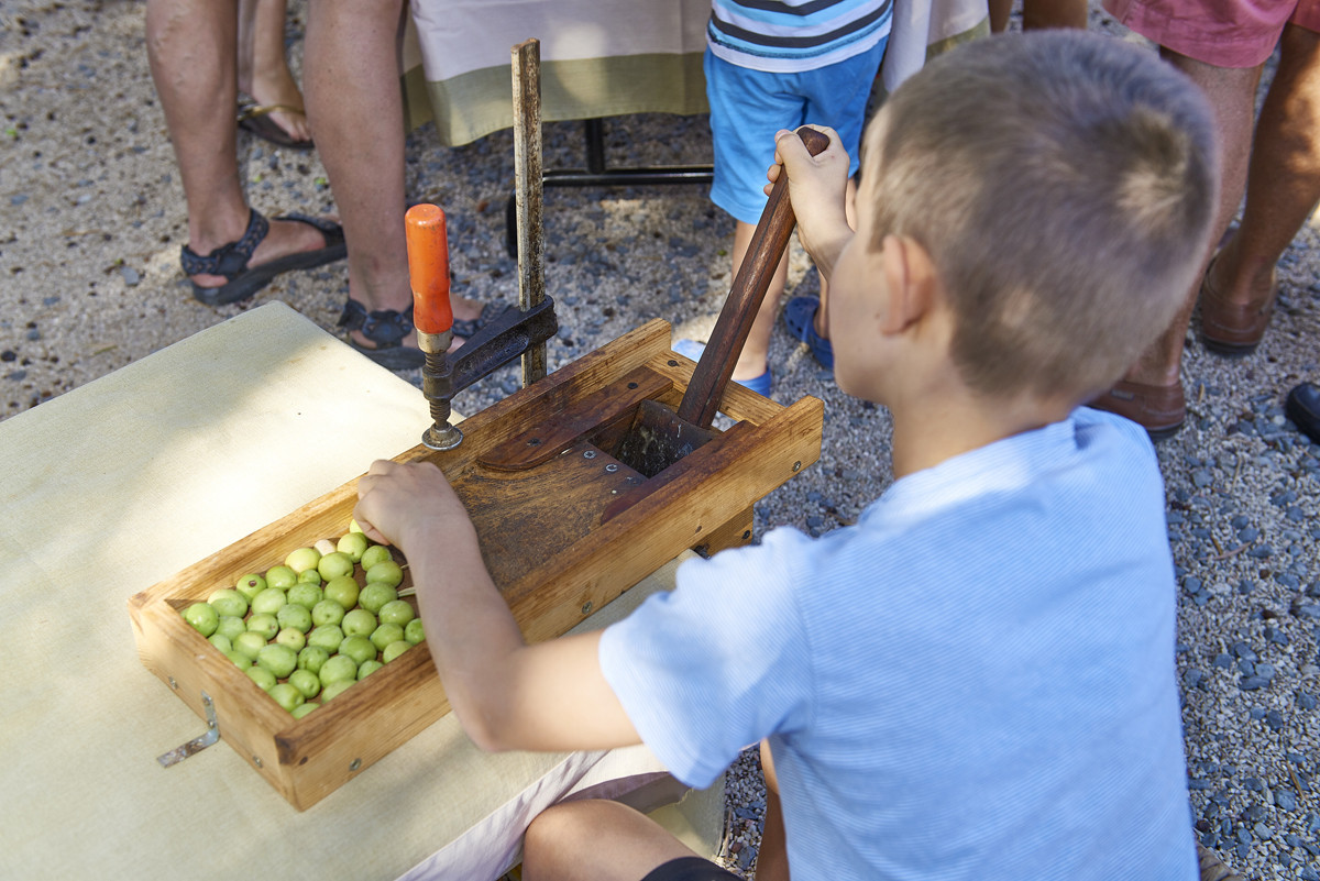 HRQM apanha azeitona_créditos Hélio Ramos 3.jpg