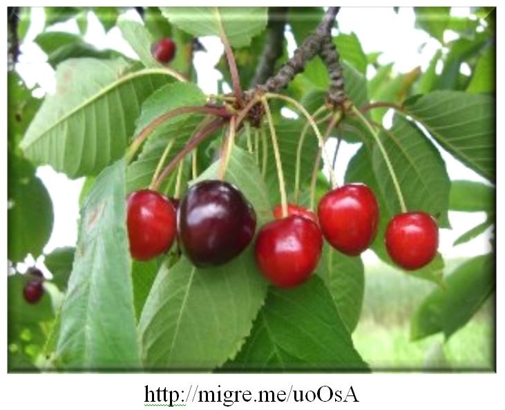 cerejas.JPG