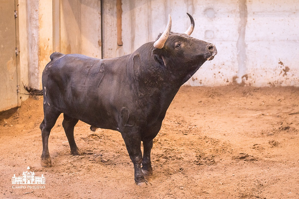 Nome_Cotovio -Pelagem_Preto Mulato -Data Nasciment