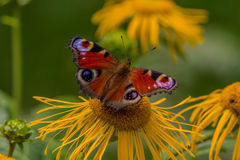 pavão-europeu-da-borboleta-aglais-io-em-uma-ênul