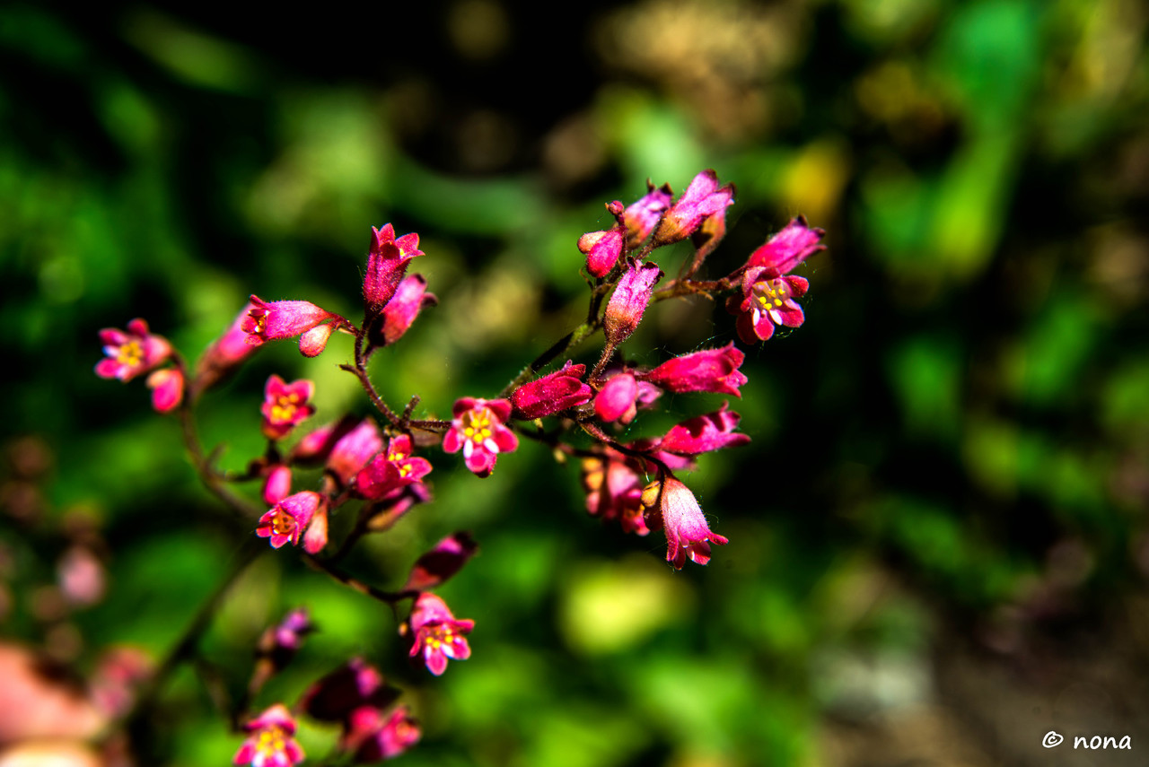 24.- Vagueando pela Montanha.jpg