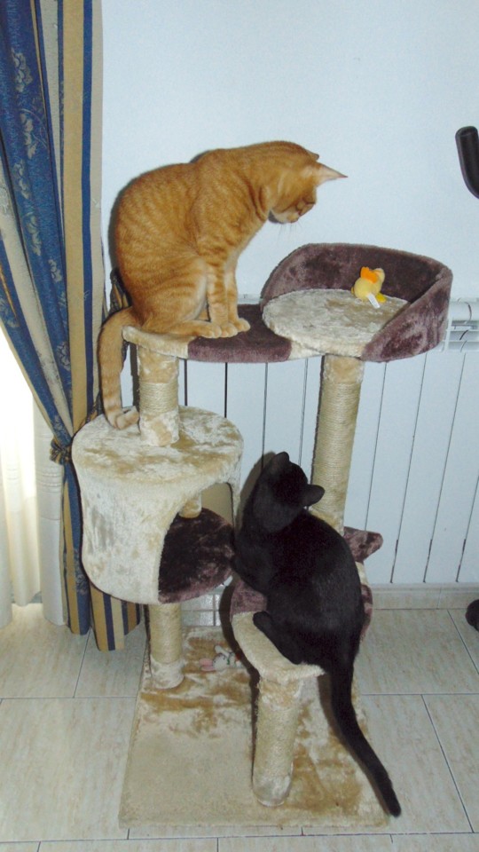 brincando.JPG brincando.JPG