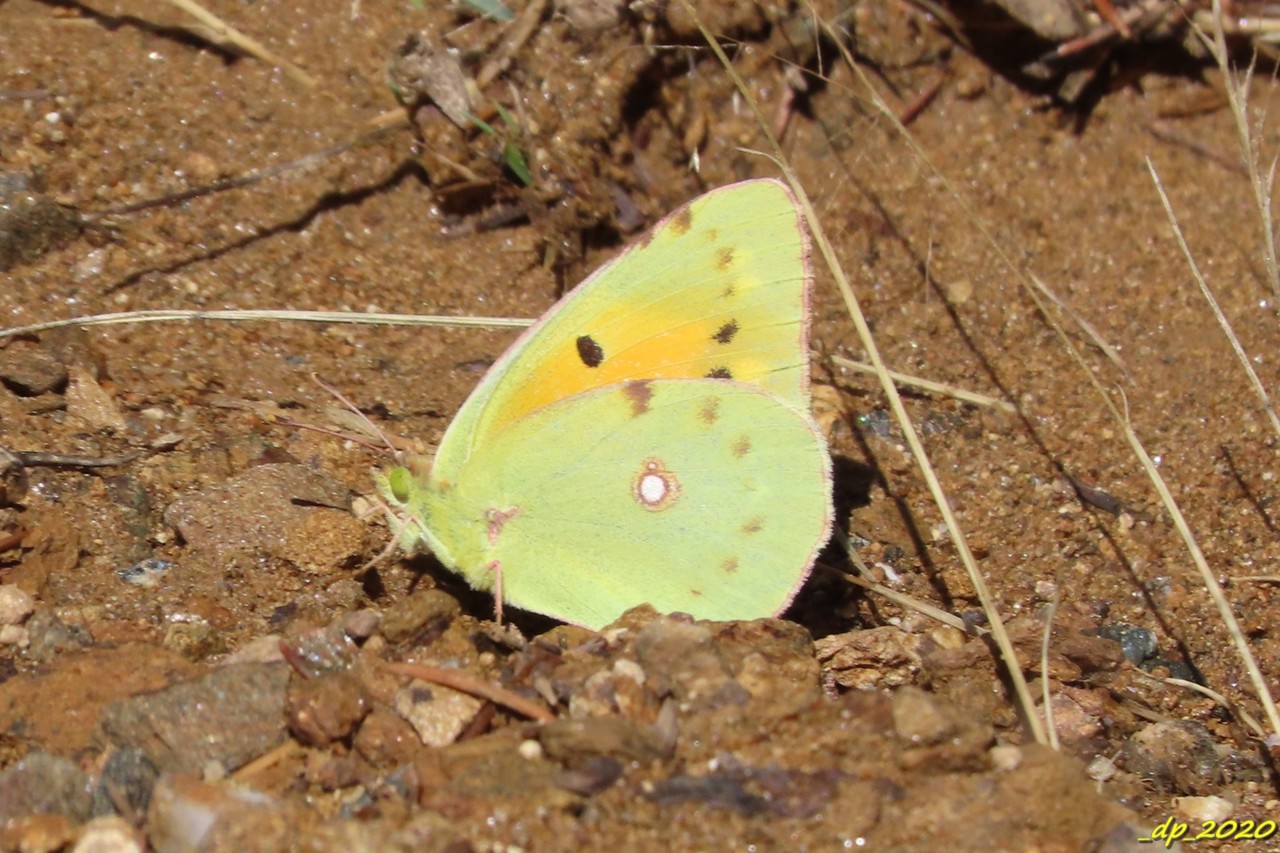 IMG_0288.JPG IMG_0288.JPG