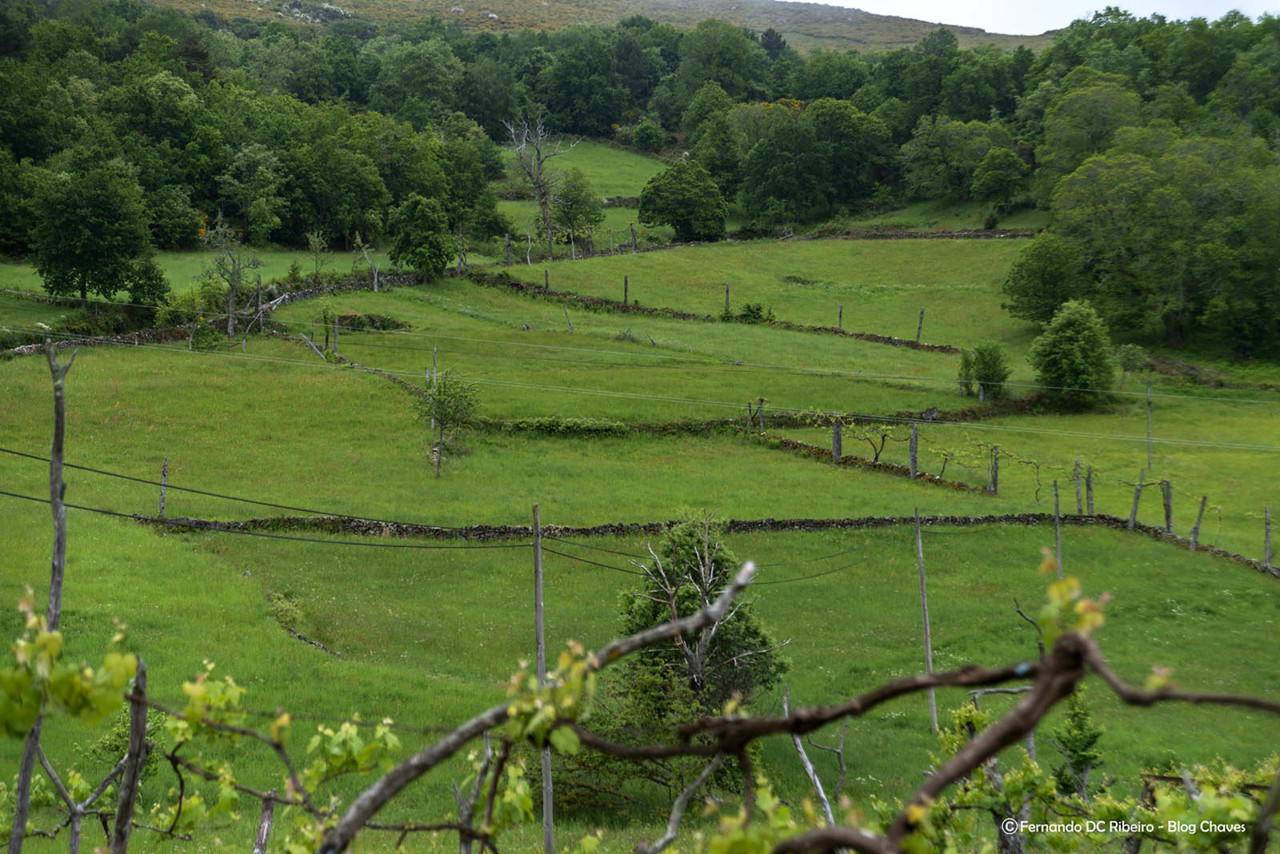 1600-bostofrio (205).jpg 1600-bostofrio (205).jpg