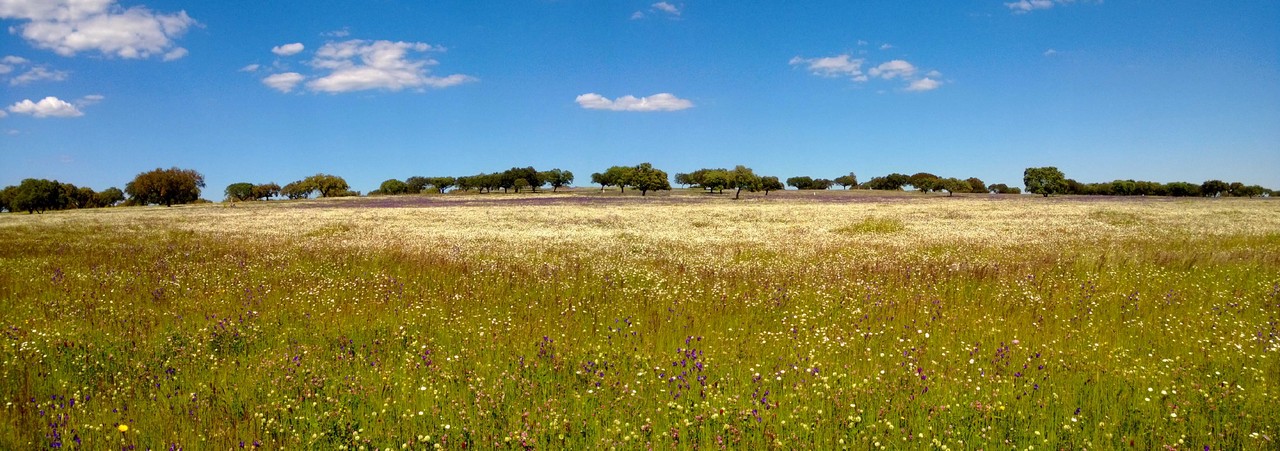 Flores Alentejo2.jpg