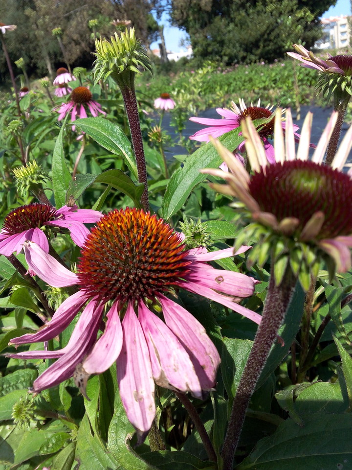 IMG_20150925_150010.jpg IMG_20150925_150010.jpg