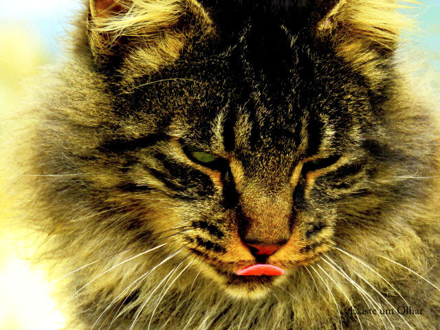 O gato nunca é comum