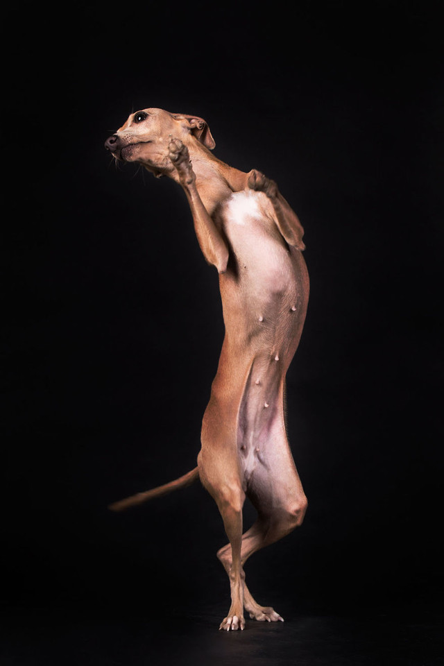 294464_308567_0_-Luigi-Panico-Italia-Shortlist-Ope