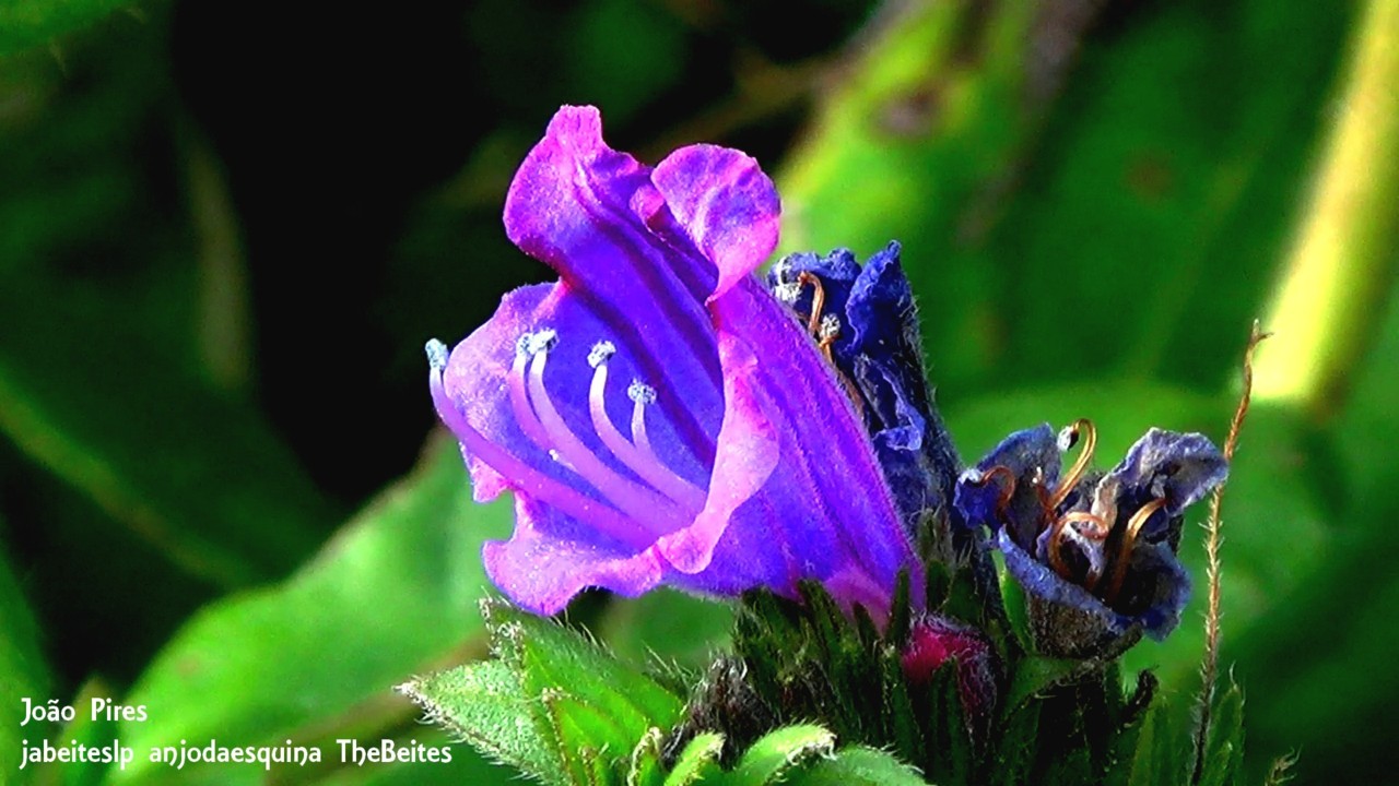 Pequenez colorida1.jpg