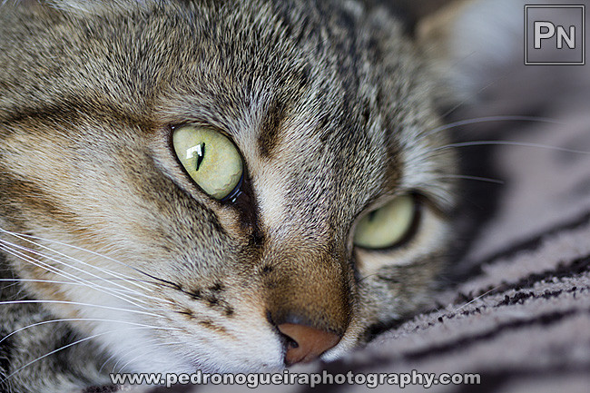 _MG_0112 650px _MG_0112 650px