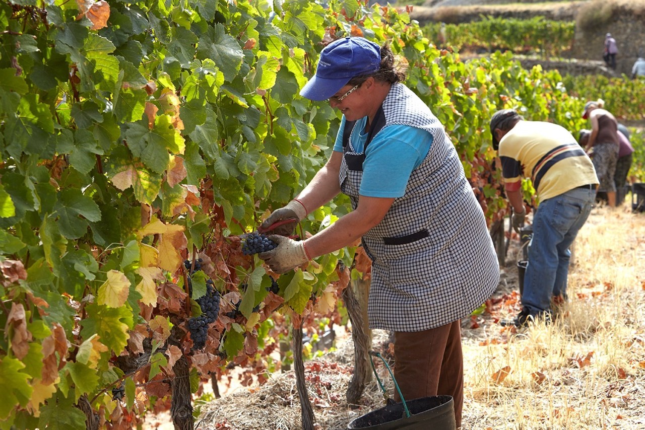 Vindimas 2018: Quinta de la Rosa