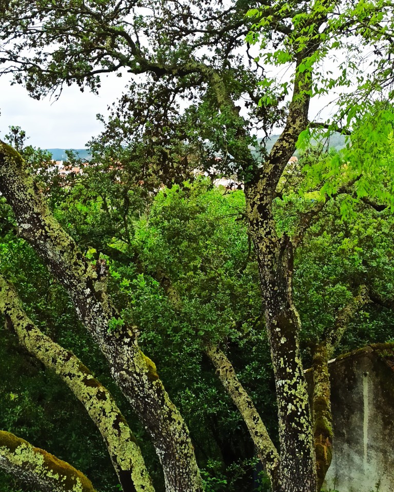 IMG_20210413_162052_954.jpg IMG_20210413_162052_954.jpg