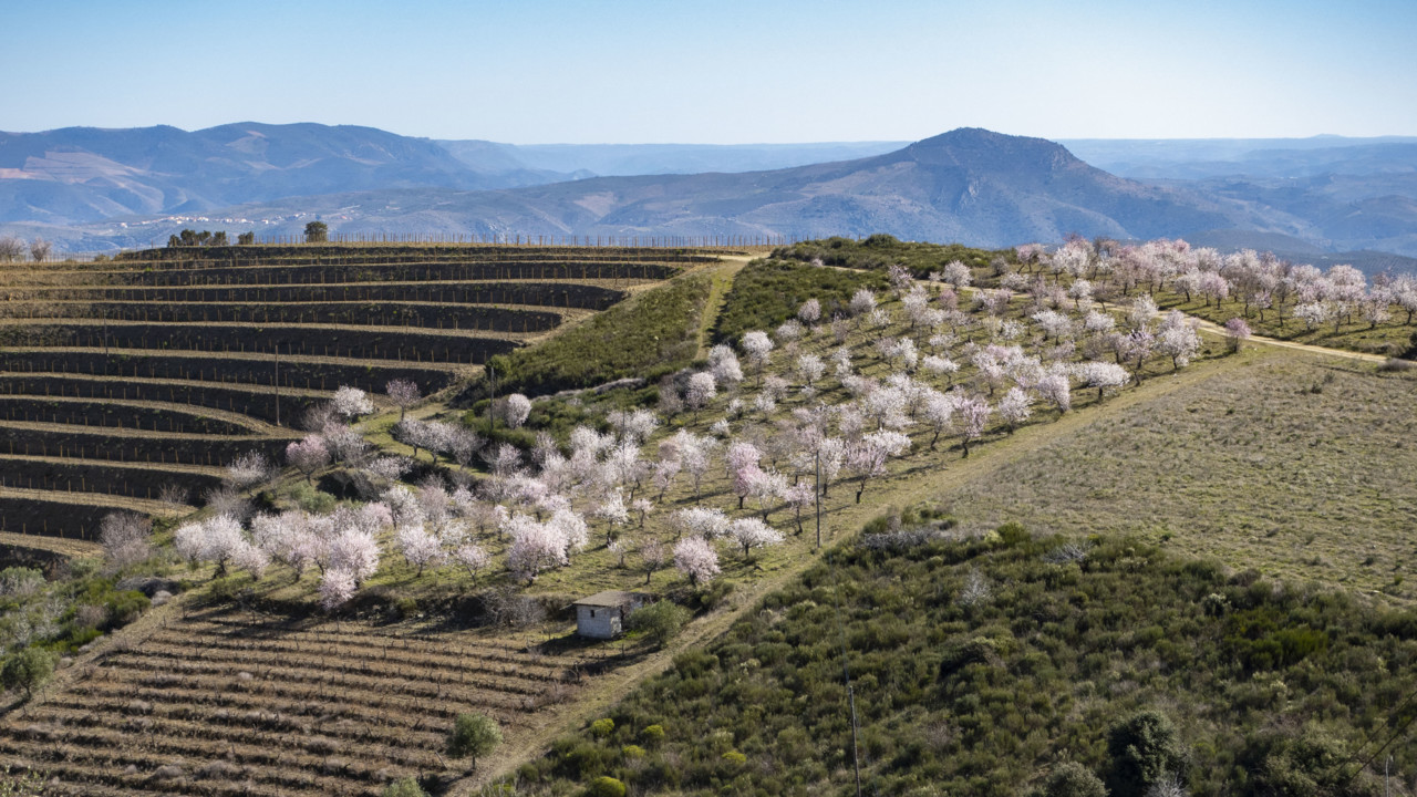 Amendoeiras fev_2022 03.jpg