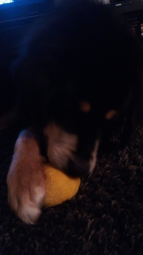 não_me_canso_disto_eevee.jpg não_me_canso_disto_eevee.jpg