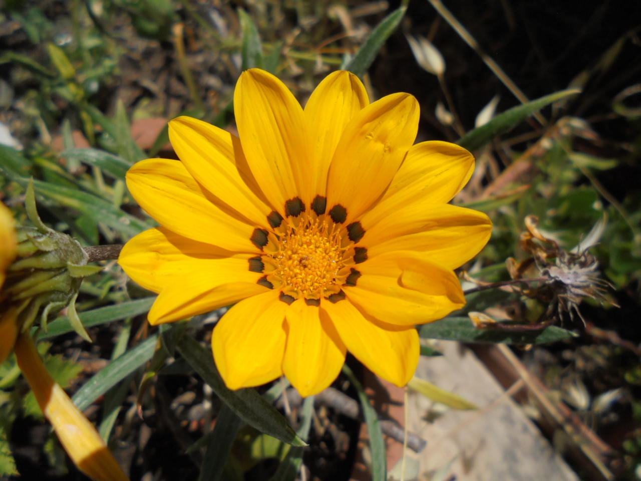 Sorriso Primaveril.JPG