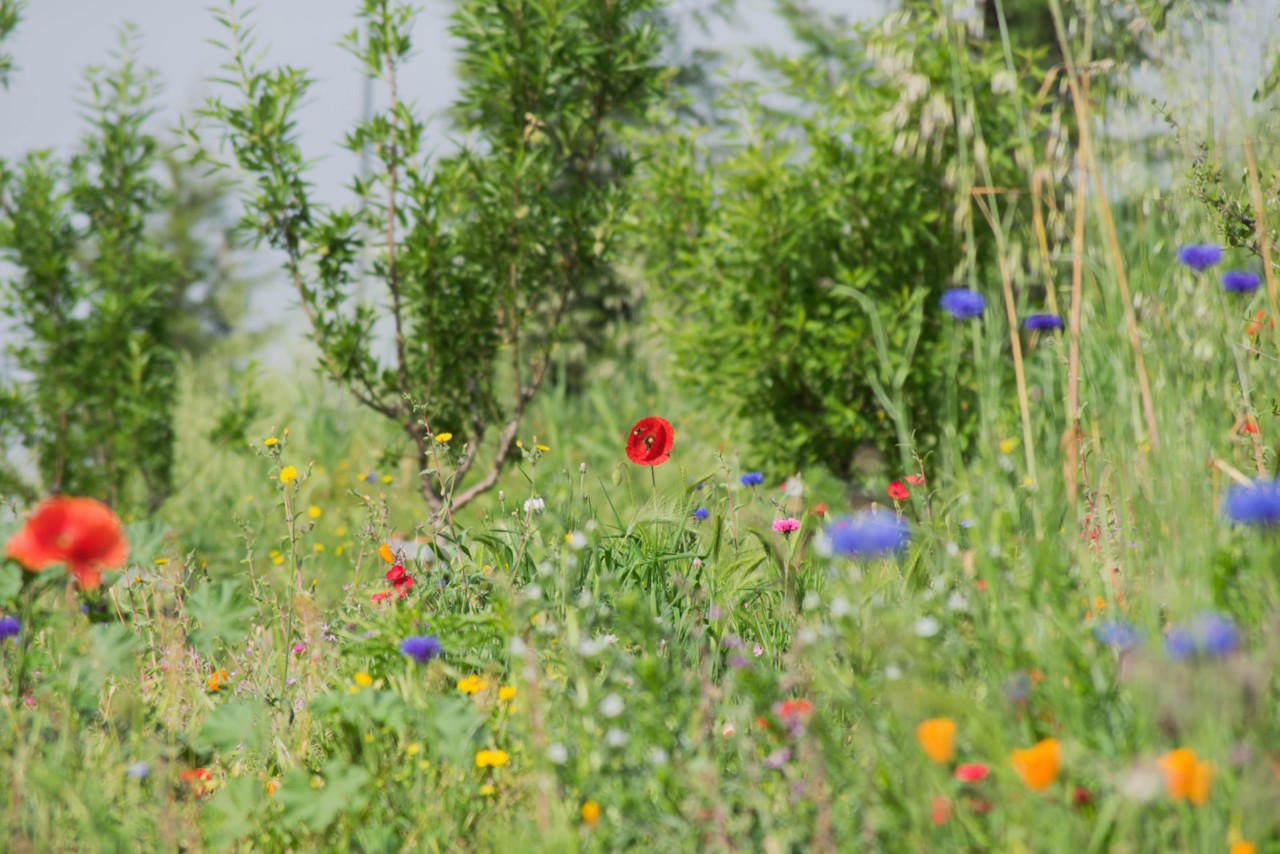 Uma abelha a sondar uma papoila encarnada num jardim de Lisboa