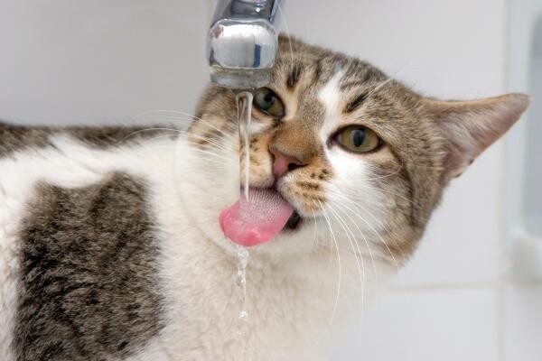 gatosente calor.jpg