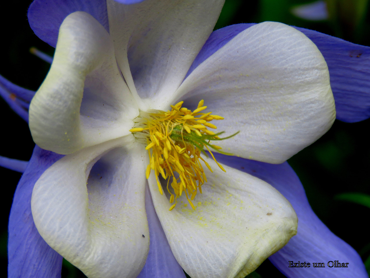 Uma flor Uma flor