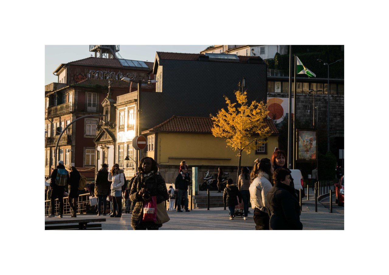 Árvore ginkgo na Ribeira Árvore ginkgo na Ribeira
