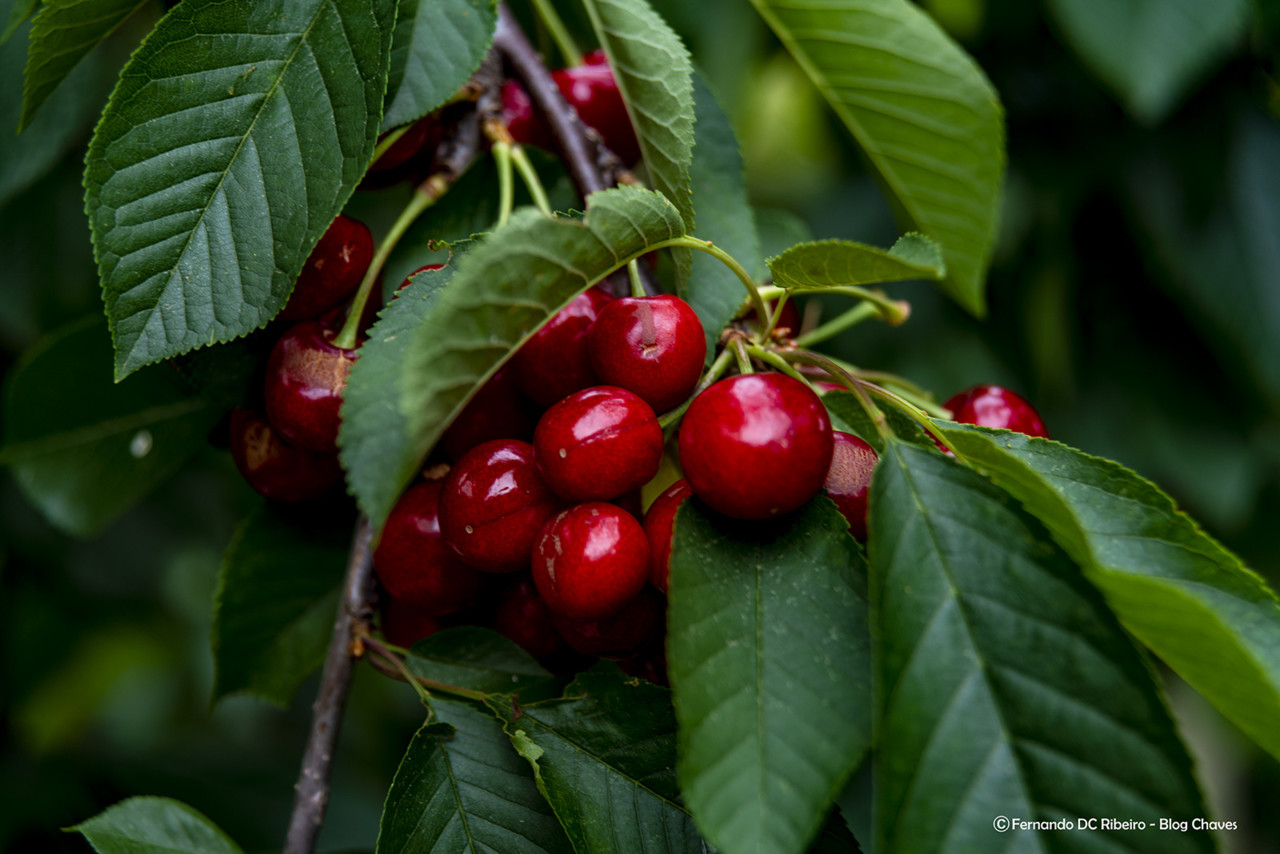 1600-cerejas.jpg