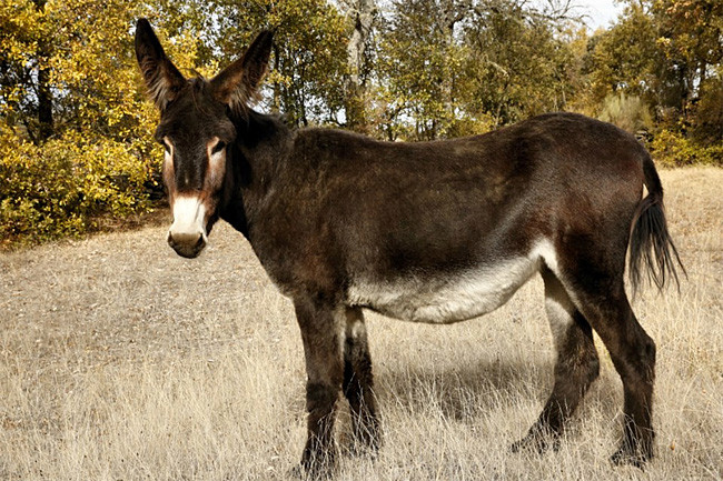 Burro.jpg