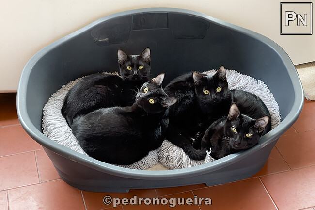 Jan_2025_001 650px.jpg