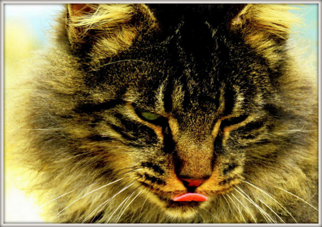 19091885_ojuCi um gato.jpg