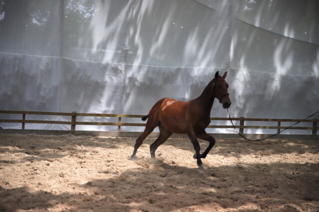 VI Feira do Cavalo da Maia