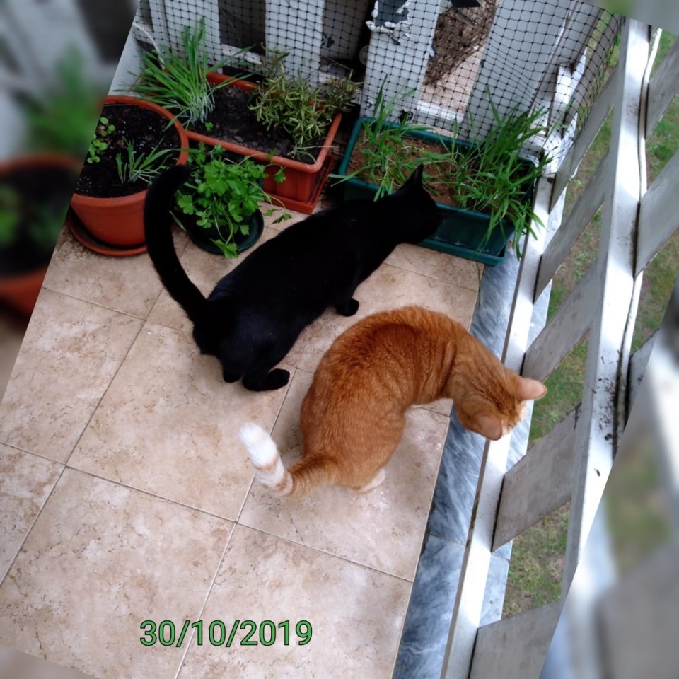 SquarePic_20191030_10182038.jpg SquarePic_20191030_10182038.jpg