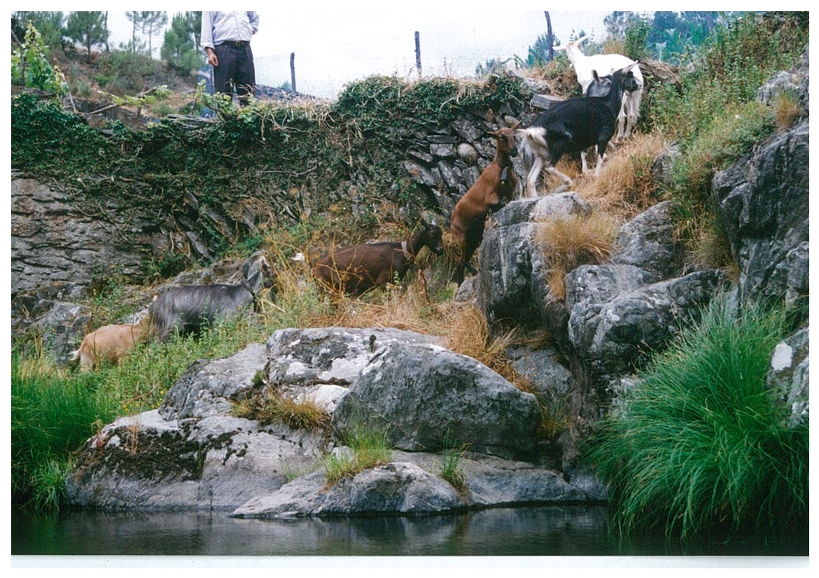 Cabras Aguincho.jpg