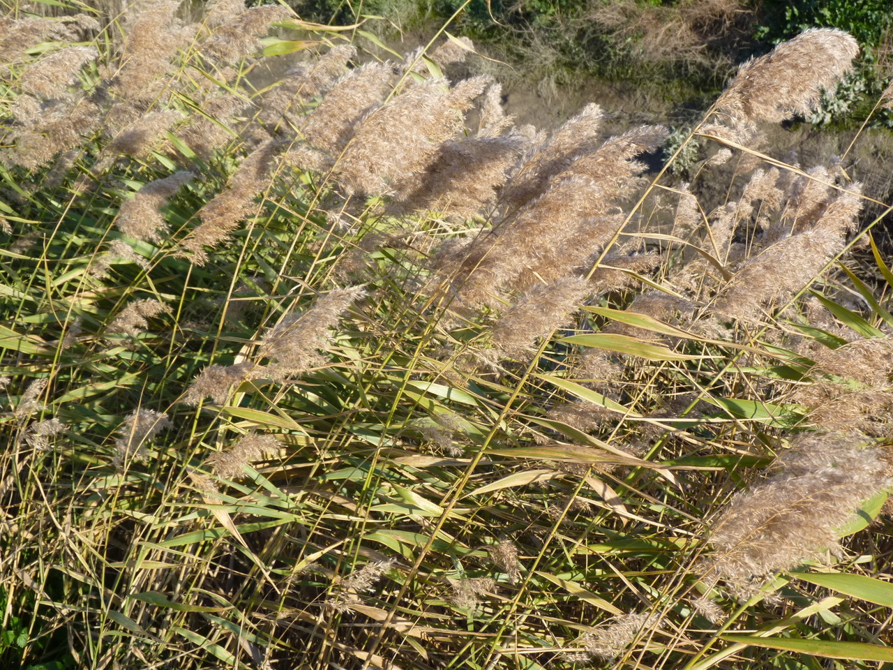 Parque Linear Ribeirinho do Estuário do Tejo (30)