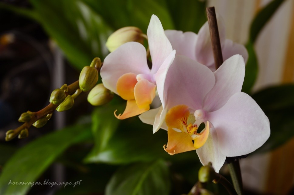 horasvagas_orquidea.jpg