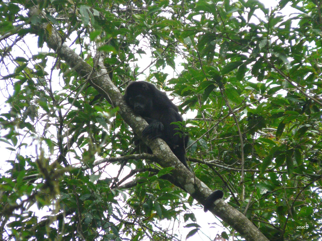 Plantação Geest-macaco uivador (1).jpg