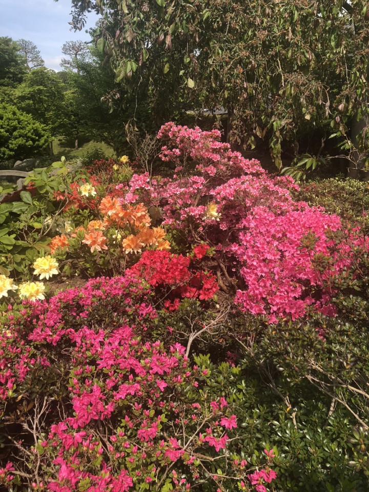 2742D4B3-CB39-43F7-8A33-91ACB7855ED6.jpeg 2742D4B3-CB39-43F7-8A33-91ACB7855ED6.jpeg