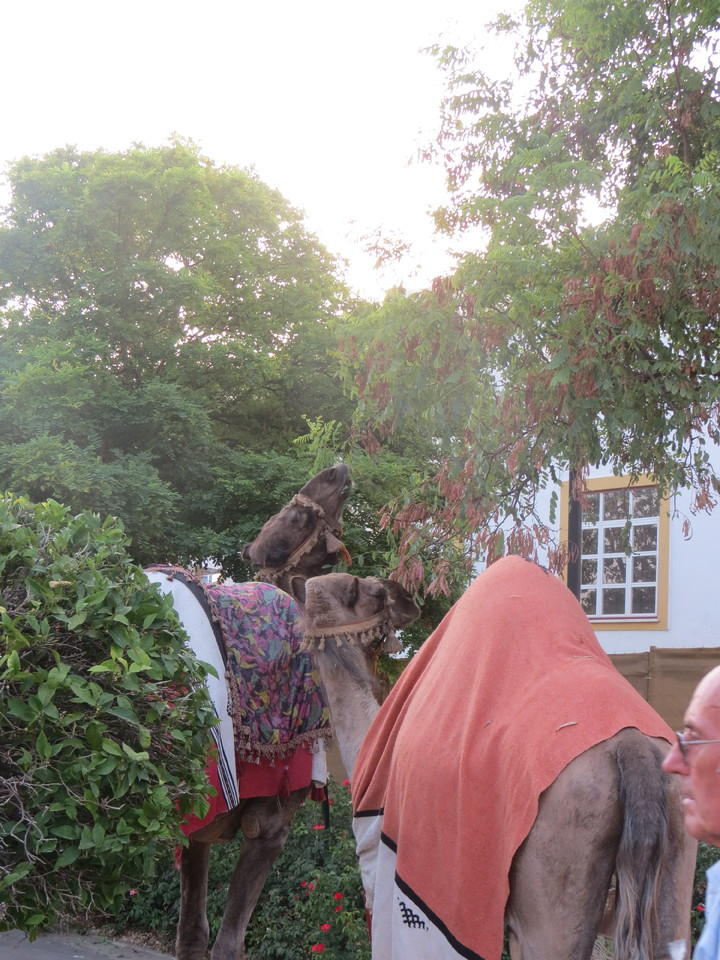 IMG_3459 - Cópia.JPG