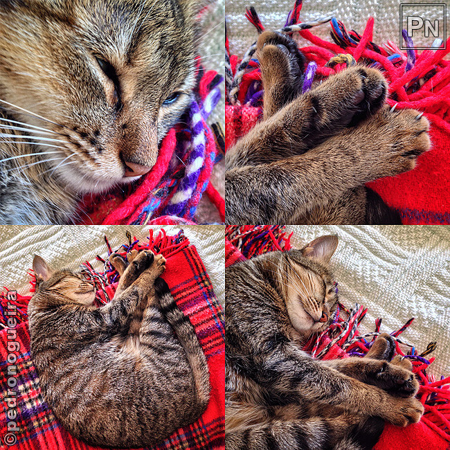 Ago_2017_046_050 650px.jpg